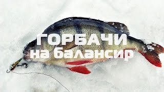 Ловля окуня на балансир зимой | Зимний окунь - горбачи