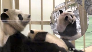 【良浜ママ＆ベビ浜?】?おっぱいチャージとぐるぐる抱っこ✨Giant Panda -Rauhin&Her new baby-☆Affectionate hug