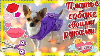 Платье и Кофта собаке своими руками как сшить?  Выкройка простая. Одежда Чихуахуа шьем. #чихуахуа