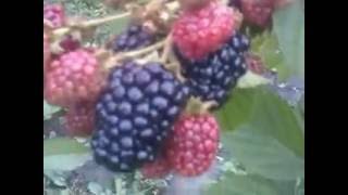 ежевика черная магия(Blackberry Black Magic)