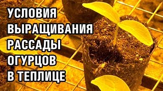 УСЛОВИЯ ВЫРАЩИВАНИЯ РАССАДЫ ОГУРЦОВ В ТЕПЛИЦЕ (30-11-2018)