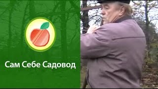 Шпалера для винограда