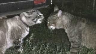 CATS fighting cats talking кошки ругаются
