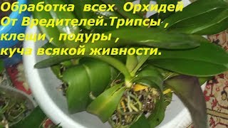 Тотальная обработка всех орхидей.Трипсы и панцирные клещи и т.д.Зеленое мыло.Фитоверм.