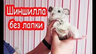 БОЛЬШАЯ уборка у свинок, шиншилл и кролика