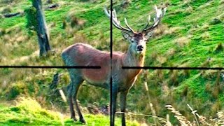 Hunting Fallow deer in New Zealand # 45
