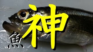 2015年 ハタハタ釣り～入れ掛かり！堤防からサビキで狙う冬の美味～