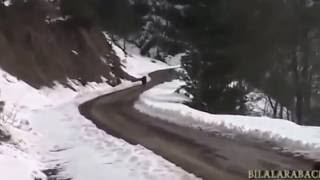 Охота на кабана  в Турции.