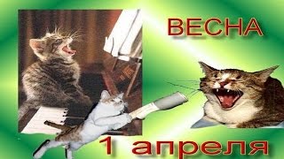 Смешные кошки . Поздравления с 1 апреля !