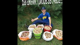 Сбор грибов от 03.09.2017! Багажник грибов за 3часа!!!Так много маслят я давно не видел!