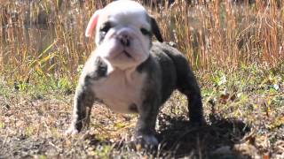 AKC Bulldog Puppy- Layla