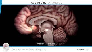 Brains mature by becoming more interconnected: Jay Giedd On Consciousness with Bernard Baars Podcast