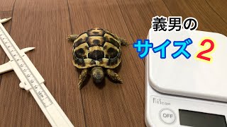 ヘルマンリクガメ 義男のサイズ 2