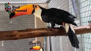 Toco - Toucan นกทูแคน (สายกระโดด) โรงเรียนฝึกนกบินอิสระแห่งแรกในประเทศไทย