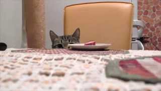 Смешные коты 2015 / Funny Cats 2015/Funny Cat Videos/Смешное видео про котов/смешное видео 2015
