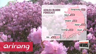 Spring flowers in Korea blooming earlier than before