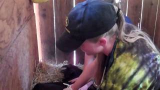 Simon the goat gets castrated