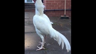 White Aseel pair enjoy 00923459442750 Zain Ali farming in Pakistan