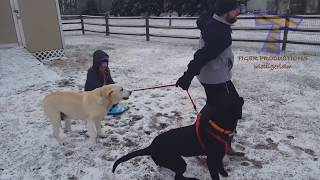 FUNNIEST DOGS in SNOW COMPILATION - Haven't seen better yet! Enjoy watching and LAUGH with us!