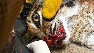 5 СЛУЧАЕВ СПАСЕНИЯ ДИКИХ ЖИВОТНЫХ