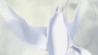 Красивый фон БЕЛЫЕ ГОЛУБИ футаж скачать бесплатно 2020 WHITE DOVES free download HD