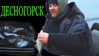Зимний фидер в Десногорске. Как ловить и что клюет?