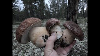 Чудные белые грибы2019!Грибной огород. Как собрать много грибов! Правильно собираем белые грибы!