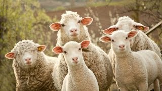 Animal Farm | Characters: Overview & Analysis | 60second Recap®