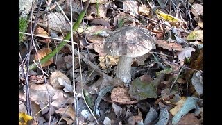 Хутор в лесу - плюсы и минусы