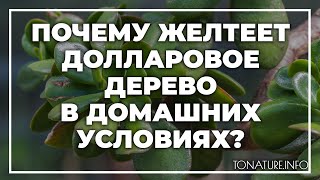 Почему желтеет долларовое дерево в домашних условиях? | toNature.Info