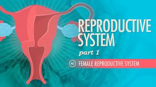 Reproductive System, Part 1 - Female Reproductive System: Crash Course A&P #40