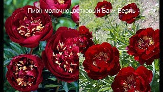 Пион молочноцветковый Баки Белль