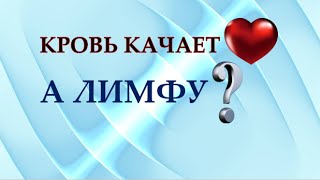 Лимфатическая система человека. Чистка лимфы для восстановления здоровья