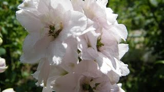 Новозеландский многолетний дельфиниум из семян.  Часть 1