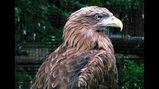 как кричит беркут, крик хищных птиц для отпугивания. Новгородский соколиный двор