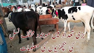 Information for different types of beautiful bachdian in janwar mandi doli shaheed jhang 30 jan 2020