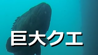【巨大魚】小浦一文字　 釣りの帝王 巨大クエ　【水中映像】