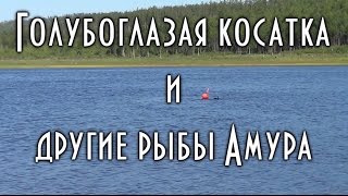 Подводная охота. Голубоглазая косатка и другие рыбы Амура