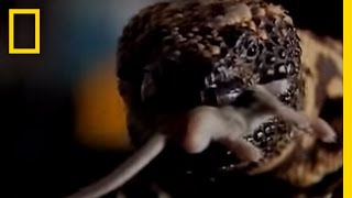 Gila Monster | Wild Detectives