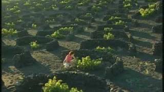 Spain - Canary Islands - Lanzarote - Bodegas El Grifo