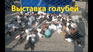 Выставка голубей 2019 - осень