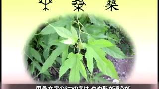 【悠遊字在】桑の話＝漢字の由来  | 中国語教材 | 新唐人|中国語学習 |伝統文化|教育