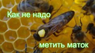 Как не надо метить маток или "И на старуху бывает проруха" )))