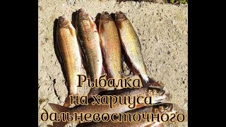 Рыбалка на горной речке. Дикий клев Хариуса. Рыбалка на мушку. Горная река Хабаровского края