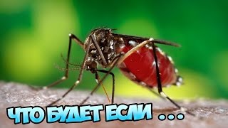 Что будет, если комары исчезнут