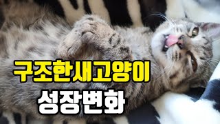 #CtoryCat구조한새끼고양이#새끼고양이폭풍성장#즐거운놀이