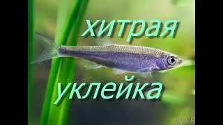 ХИТРАЯ УКЛЕЙКА  прикормка оснастка  способ ловли