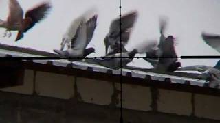 Pigeon Hunting 1