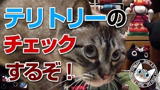 【Jean 0569】黒猫が家にやってきた！ ジャンくんテリトリーをチェック　元野良猫の保護里親記録  Jean, a former stray cat.