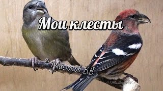 Клесты. Мои птицы. My crossbills.